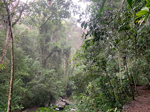 Udzungwa Mountains Forest