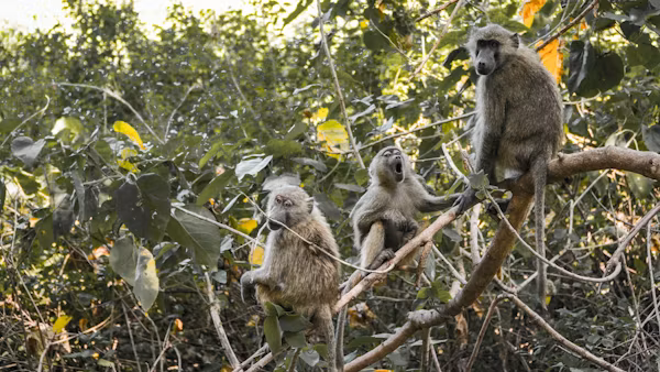 Lake Manyara