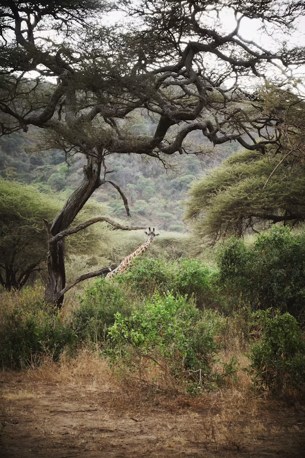 Lake Manyara