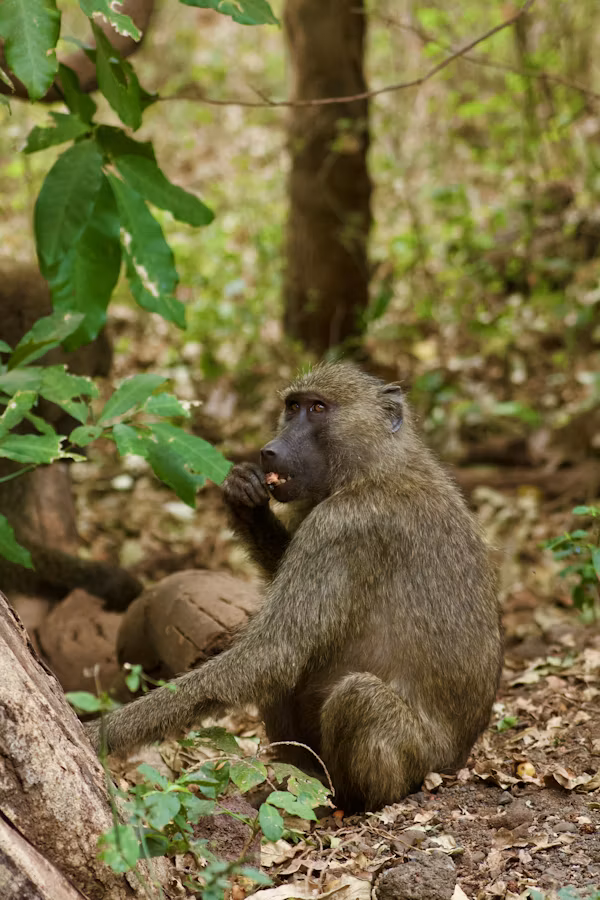 Lake Manyara
