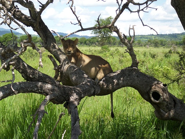 Ruaha