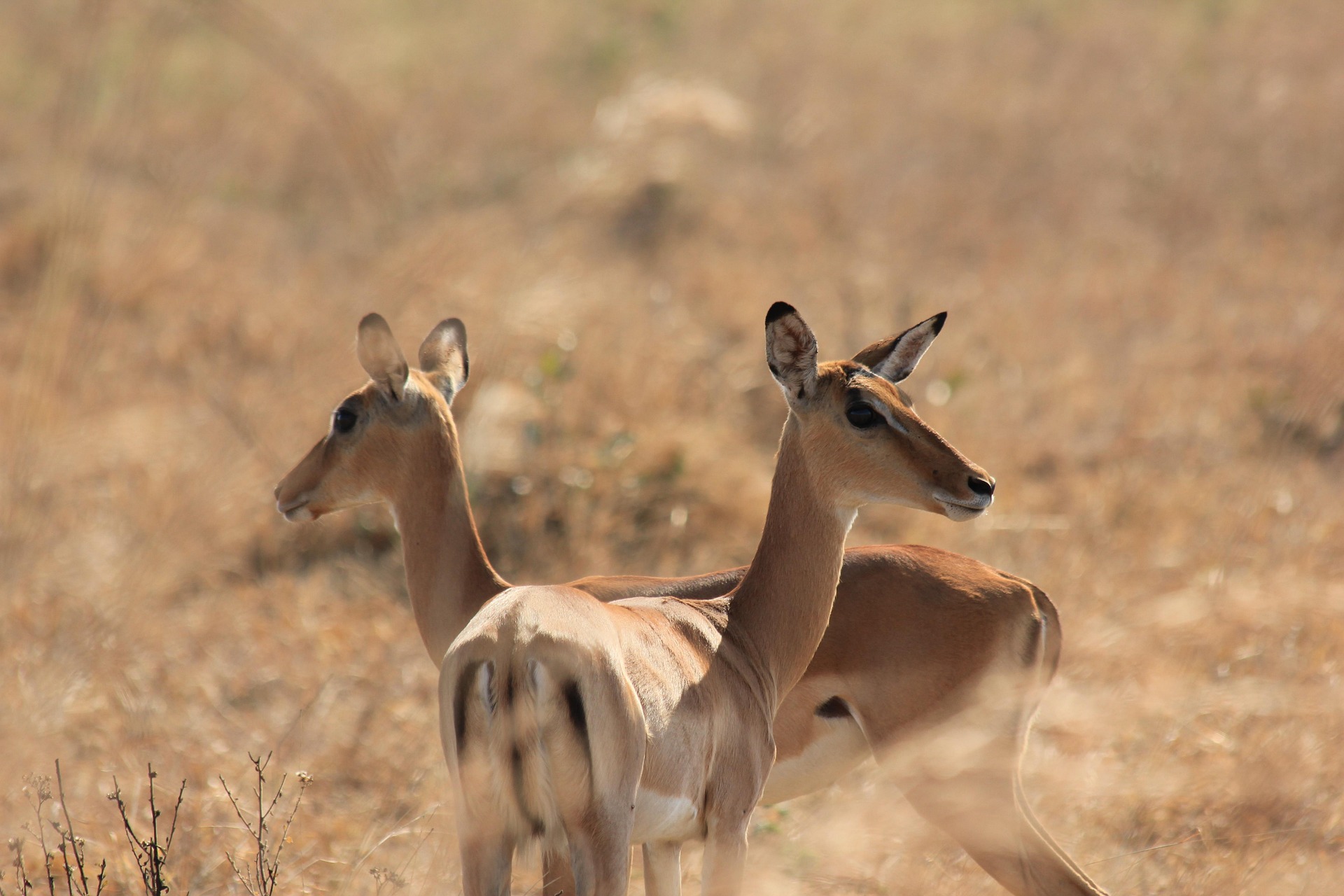 Mikumi National Park