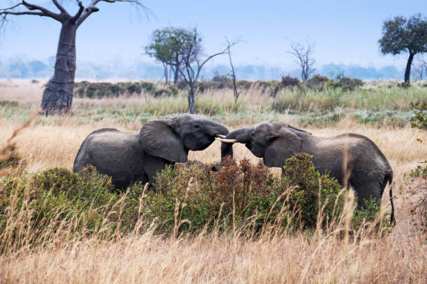 Mikumi National Park