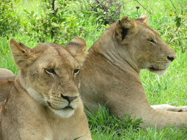 Mikumi National Park