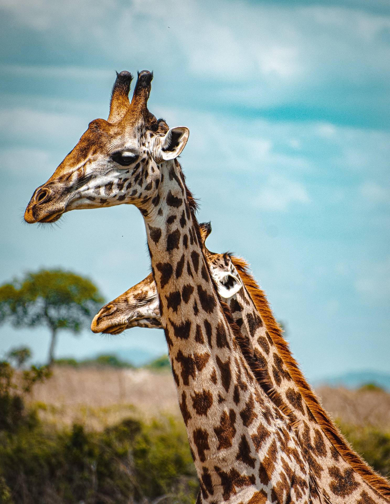Mikumi National Park