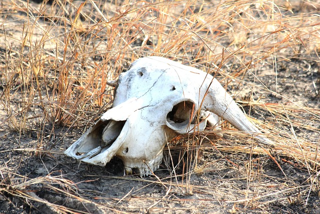 Mikumi National Park