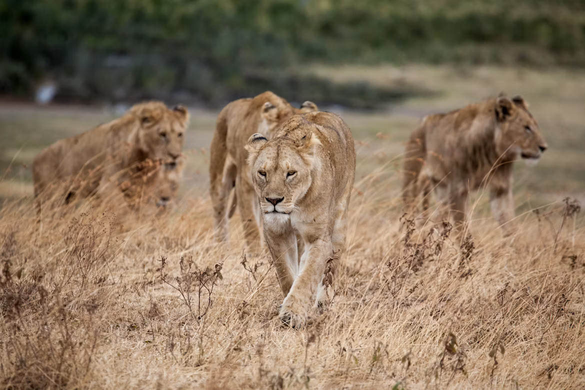 Ngorongoro