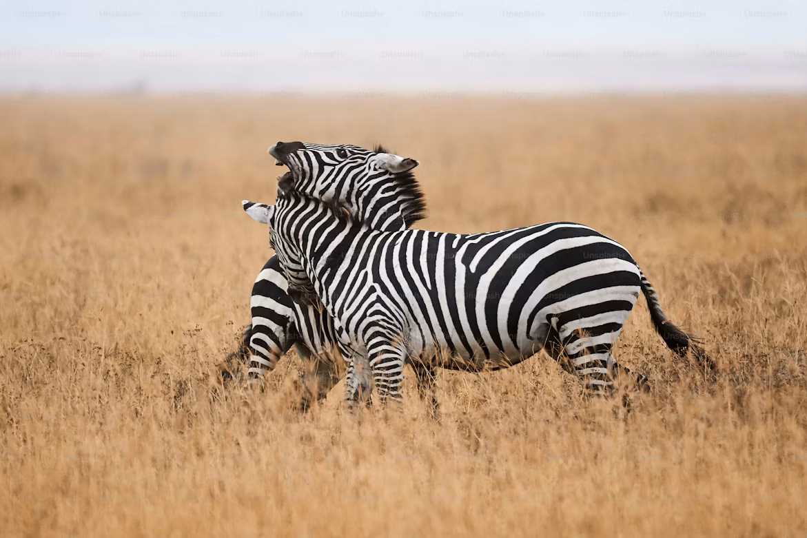 Ngorongoro Crater