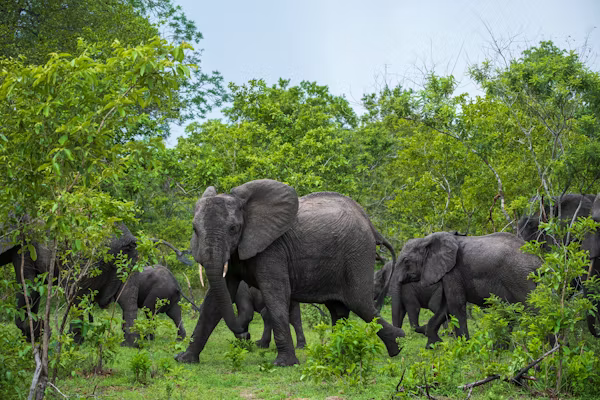 Selous Game Reserve