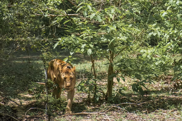 Selous Game Reserve