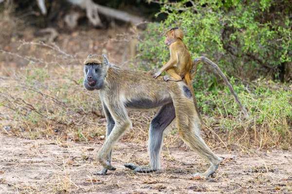 Selous Game Reserve