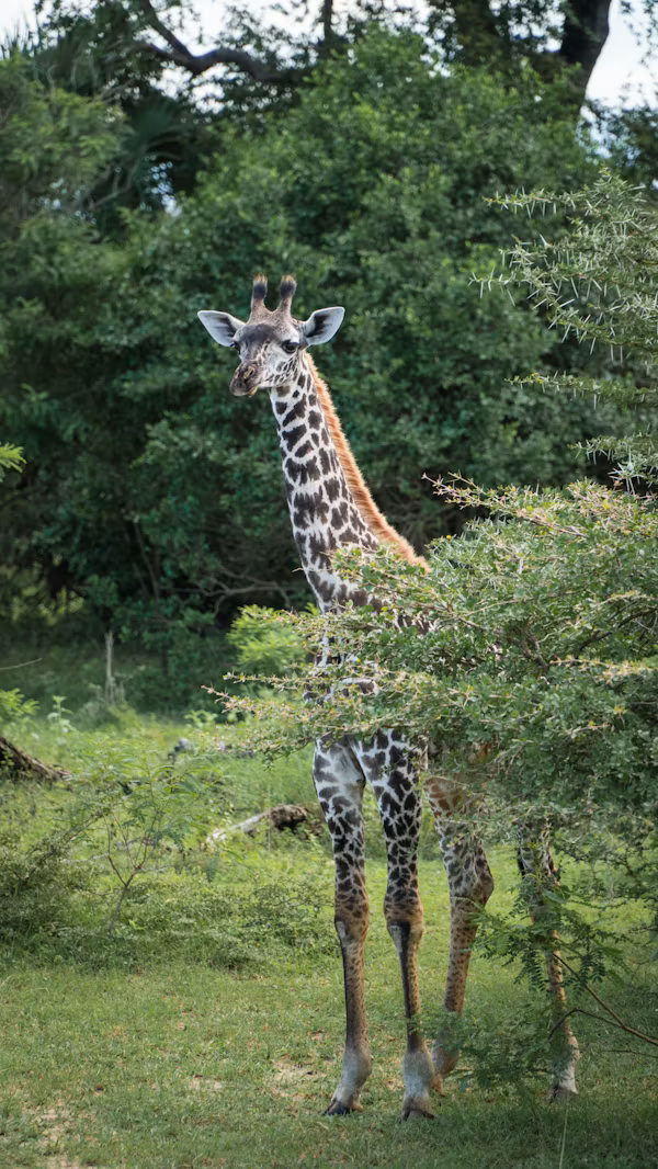 Selous Game Reserve