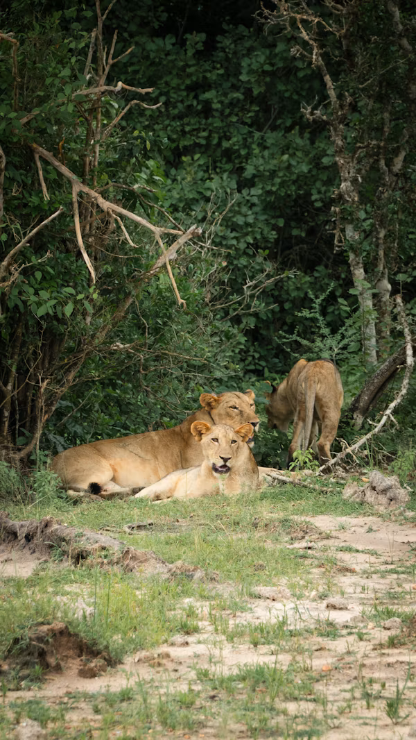Selous Game Reserve
