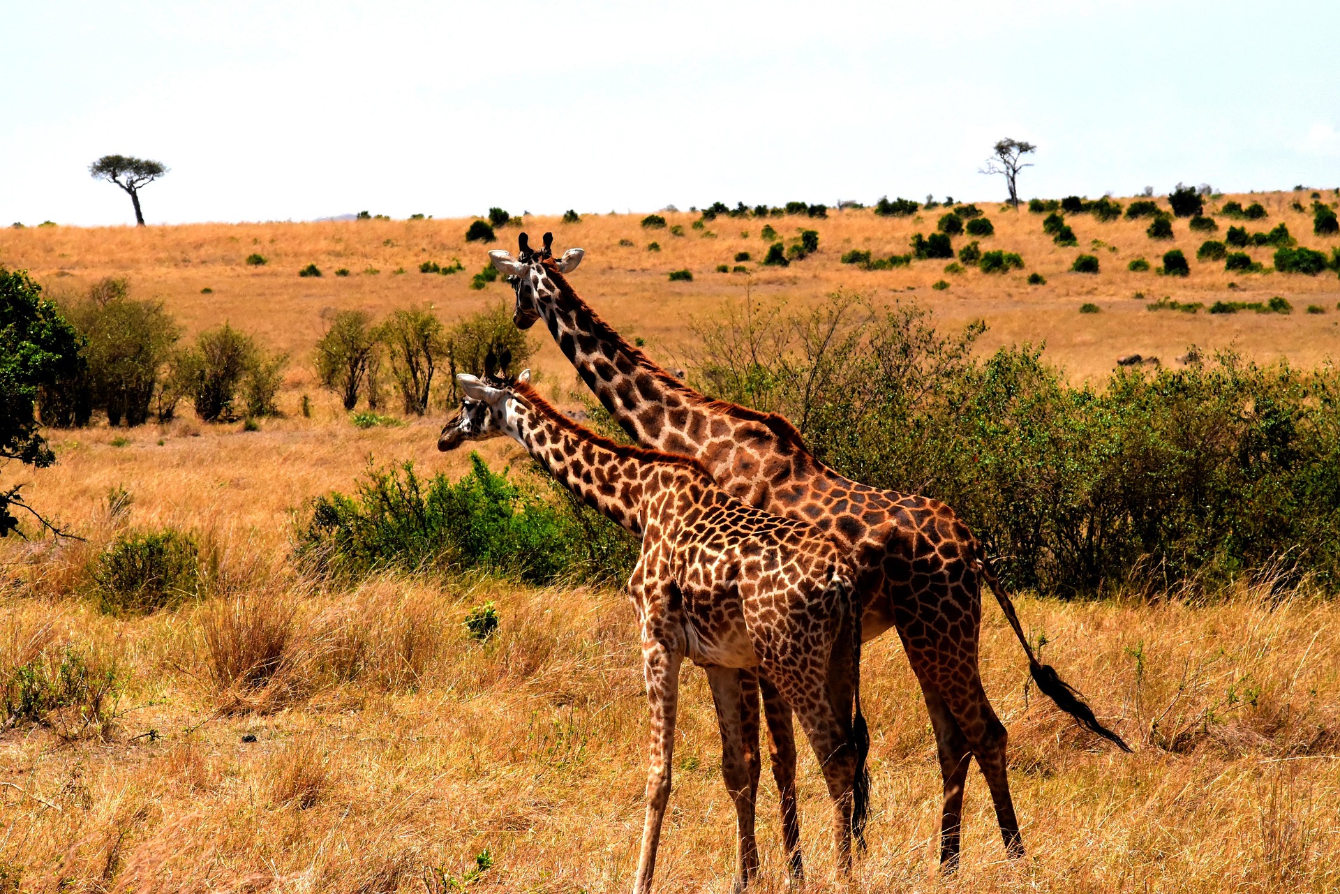 Serengeti Plains