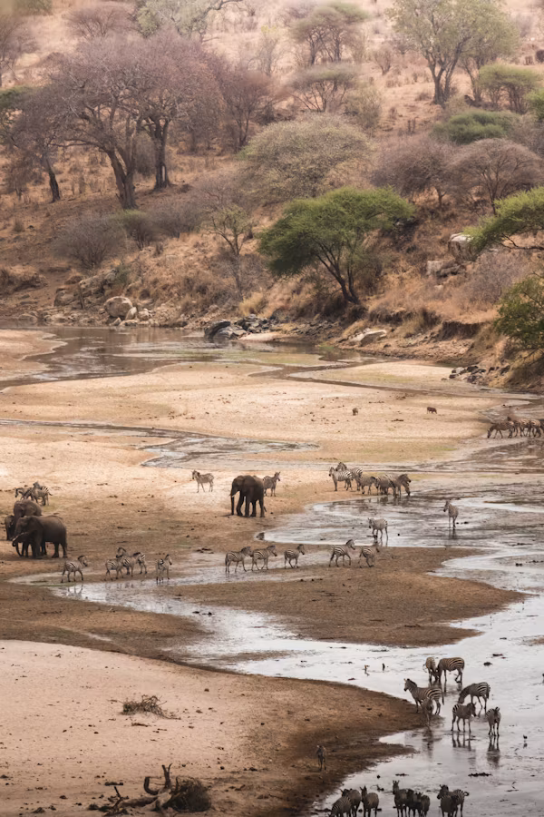 Tarangire