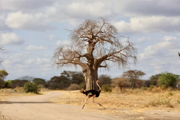 Tarangire