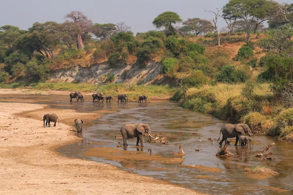 Tarangire