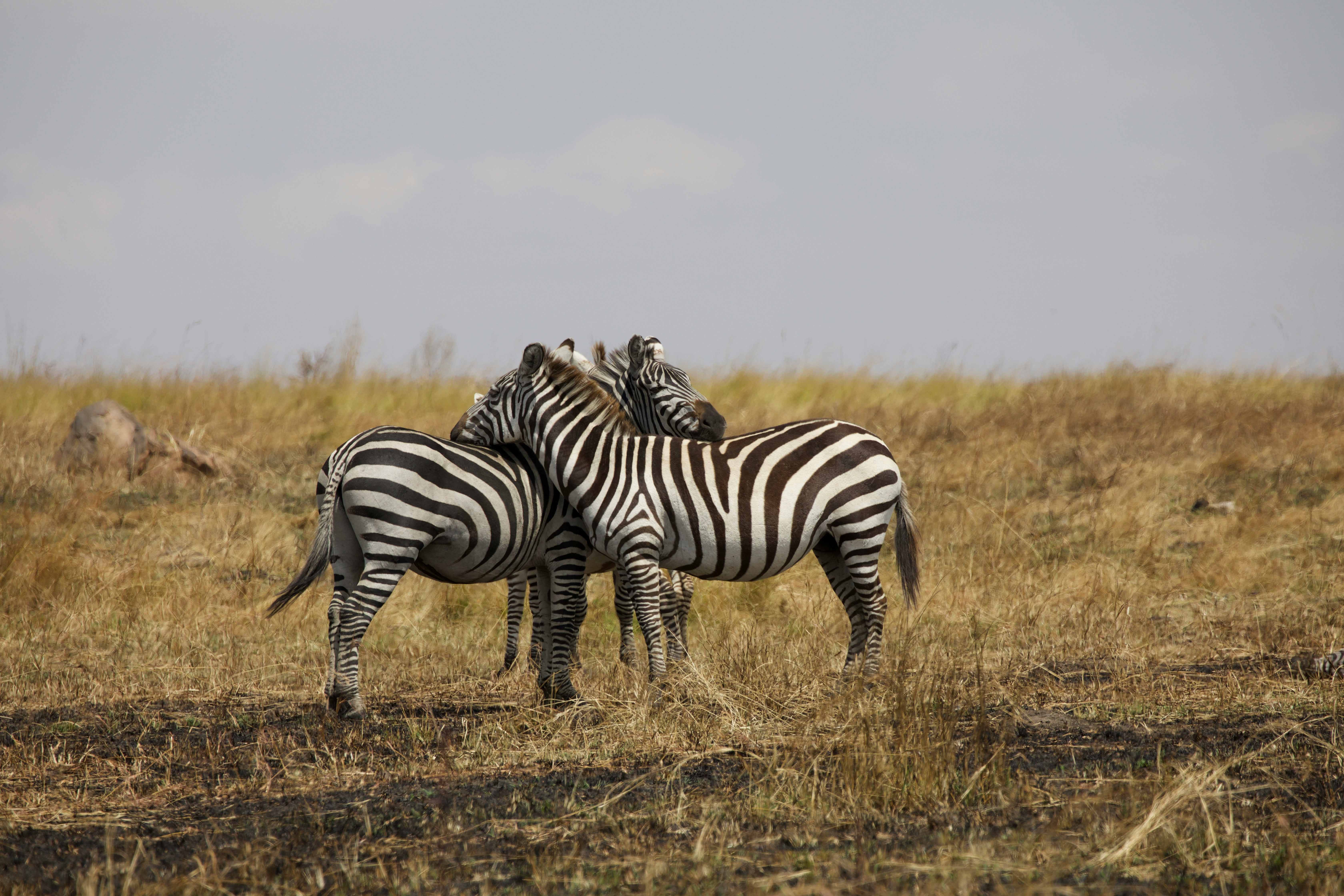 Zebra Herd